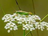 Grashüpfer auf Blütendolde